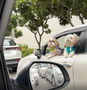 Dogs look out open vehicle window.