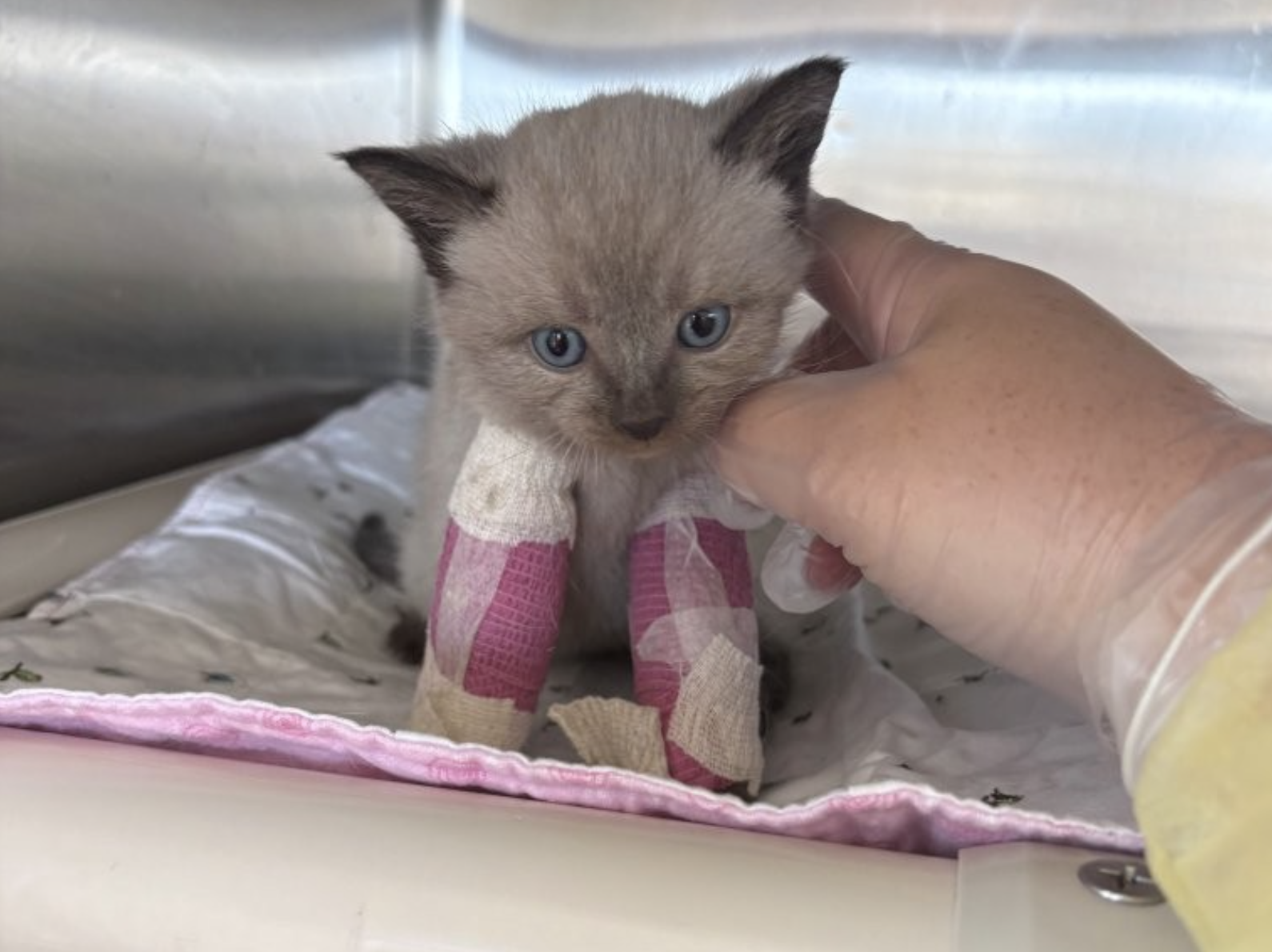 A little kitten with pink casts on his legs.