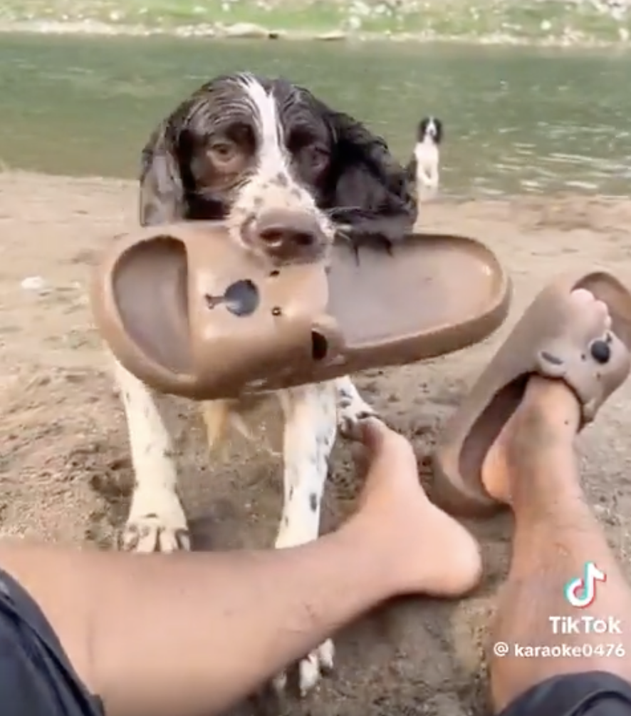 TRENDING NOW: Dog just wants to play fetch | iNFOnews.ca