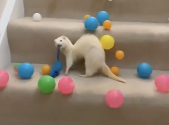 TRENDING NOW: Ferret escapes avalanche | iNFOnews.ca A picture of a ferret and some plastic balls going downstairs.
