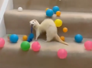 A picture of a ferret and some plastic balls going downstairs.