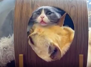 A picture of a cat and a dog squished into a little container.