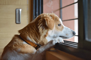 A dog looks out of a window.