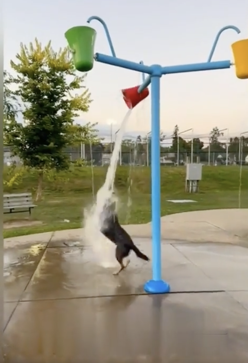 TRENDING NOW: Dog living his best life at splash park | iNFOnews.ca TRENDING NOW: Dog living his best life at splash park | iNFOnews.ca