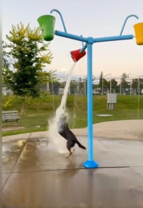 A dog at a splash park.