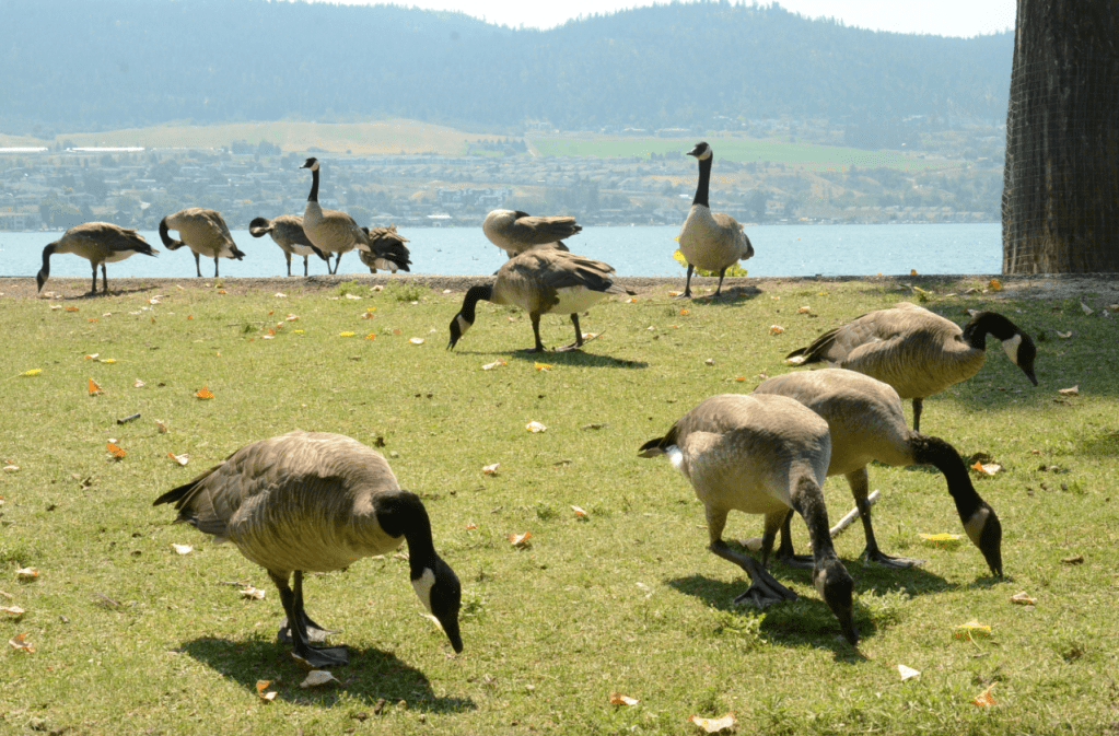 'It's way better': Vernon goose cull leads to clean beaches | iNFOnews.ca 'It's way better': Vernon goose cull leads to clean beaches | iNFOnews.ca