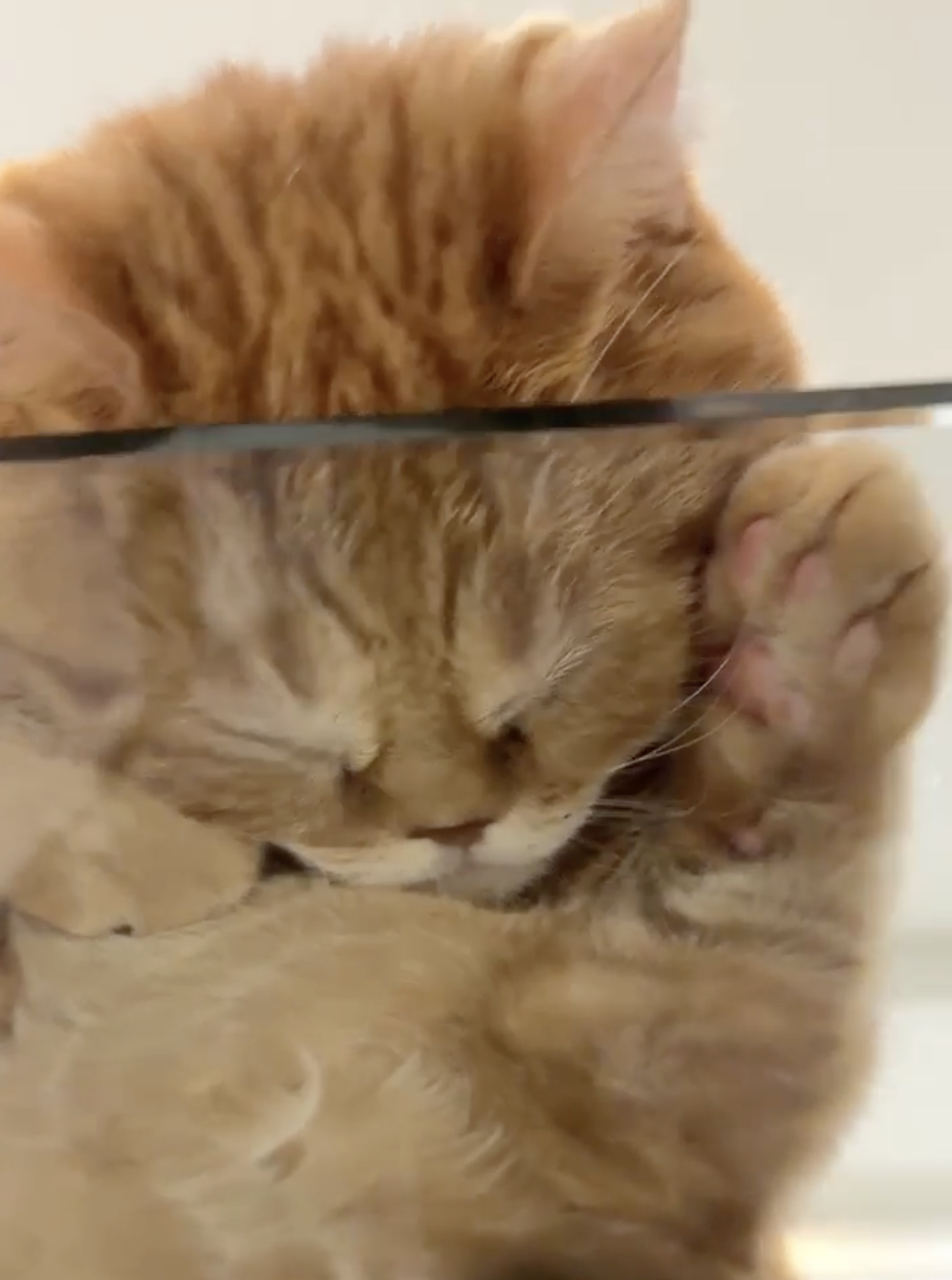 TRENDING NOW: Hey, who squished the cat? | iNFOnews.ca TRENDING NOW: Hey, who squished the cat? | iNFOnews.ca