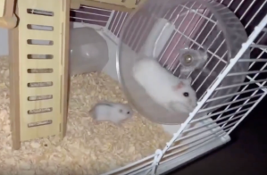 A hamster on an exercise wheel in a cage.