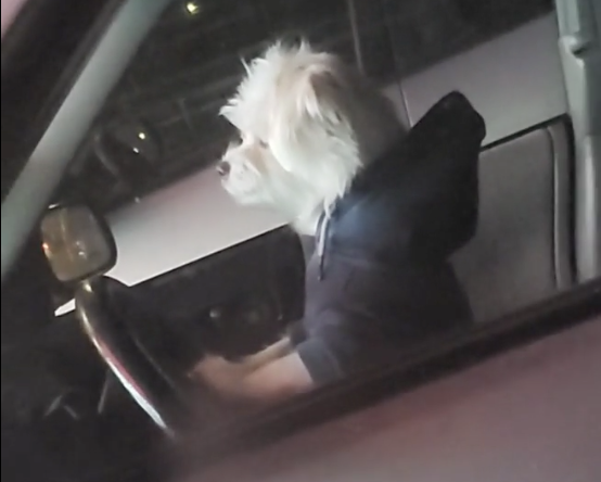 TRENDING NOW: Dog hates traffic, but is calm about it | iNFOnews.ca TRENDING NOW: Dog hates traffic, but is calm about it | iNFOnews.ca