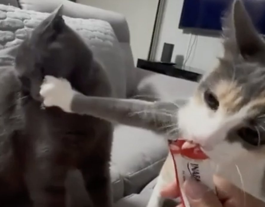 TRENDING NOW: An outrageously selfish cat | iNFOnews.ca TRENDING NOW: An outrageously selfish cat | iNFOnews.ca