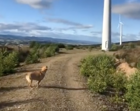 TRENDING NOW: Forget wind power, this is dog power | iNFOnews.ca TRENDING NOW: Forget wind power, this is dog power | iNFOnews.ca