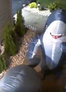 Two people in blowup shark costumes