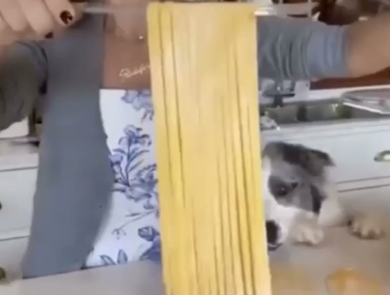 TRENDING NOW: Puppy helps make pasta | iNFOnews.ca TRENDING NOW: Puppy helps make pasta | iNFOnews.ca