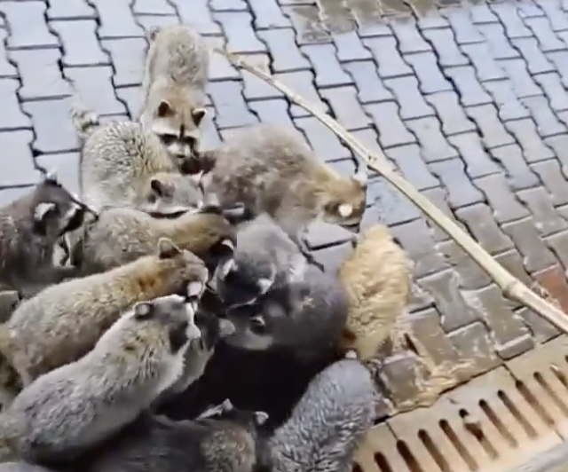 TRENDING NOW: Fishing for raccoons | iNFOnews.ca TRENDING NOW: Fishing for raccoons | iNFOnews.ca