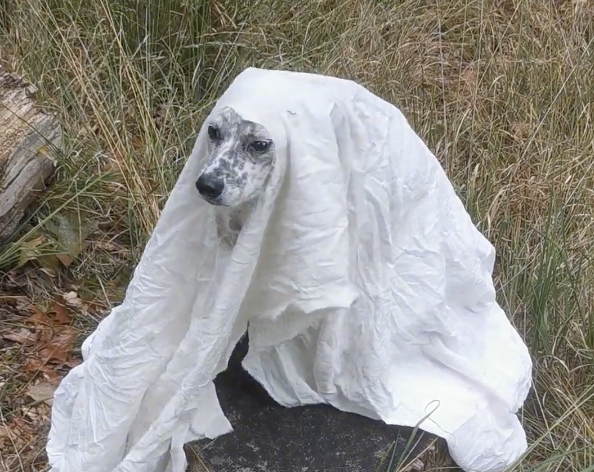 TRENDING NOW: Dogs get ready for Halloween early | iNFOnews.ca TRENDING NOW: Dogs get ready for Halloween early | iNFOnews.ca