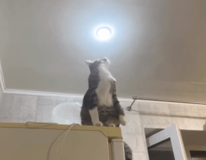 A cat on top of a fridge looking at a lightbulb.