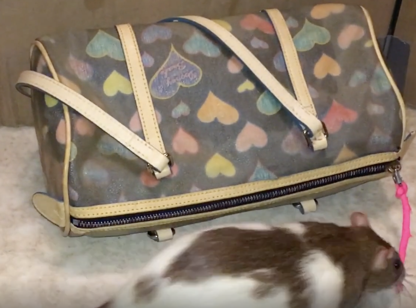 TRENDING NOW: A good reason to have a pet rat | iNFOnews.ca A rat next to a wallet.