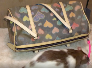 A rat next to a wallet.