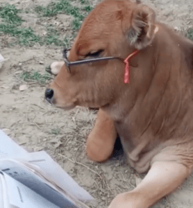 A cow with cool glasses on reading a book.