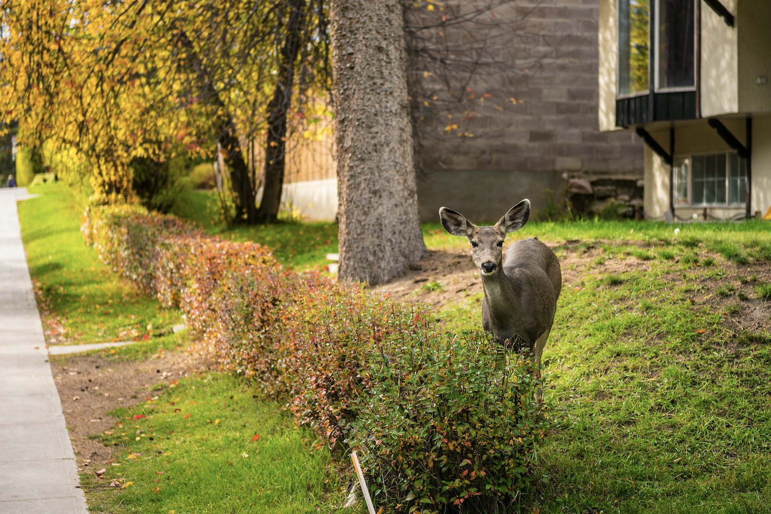 Urban deer problems in Penticton to be addressed by new committee | iNFOnews.ca A deer on a lawn in a city.
