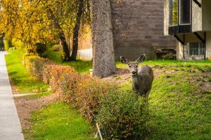 A deer on a lawn in a city.