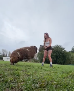 A woman holding a bucket in front of an unruly sheep.