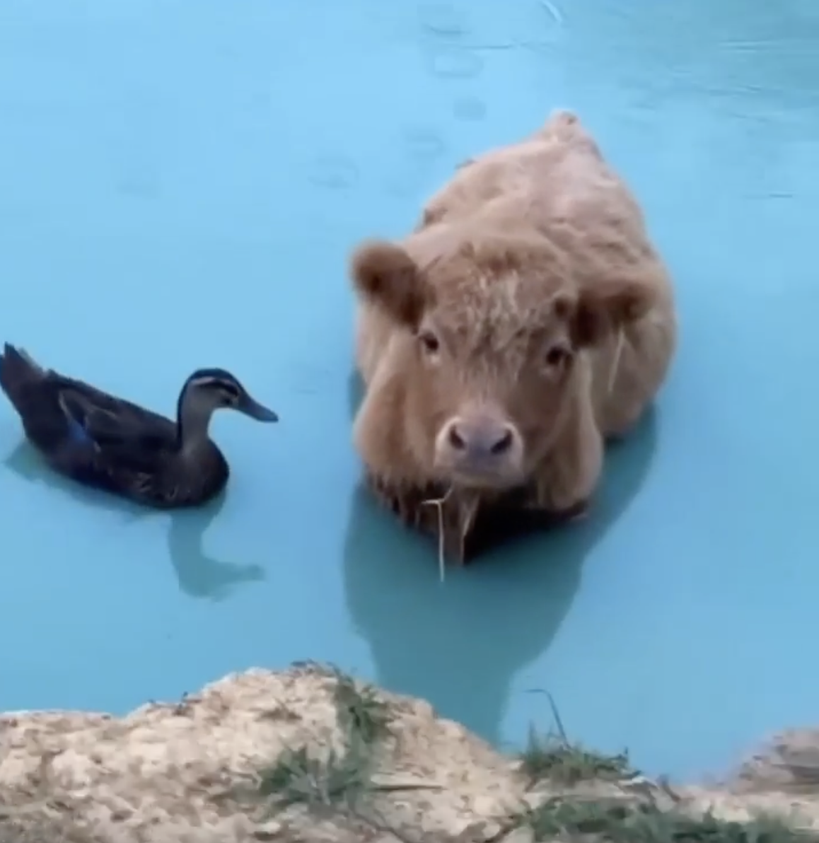 TRENDING NOW: Cow wants to be a duck | iNFOnews.ca