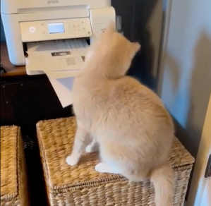 An orange cat staring at a printer.