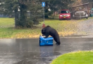 A bear pressing on a garbage can.