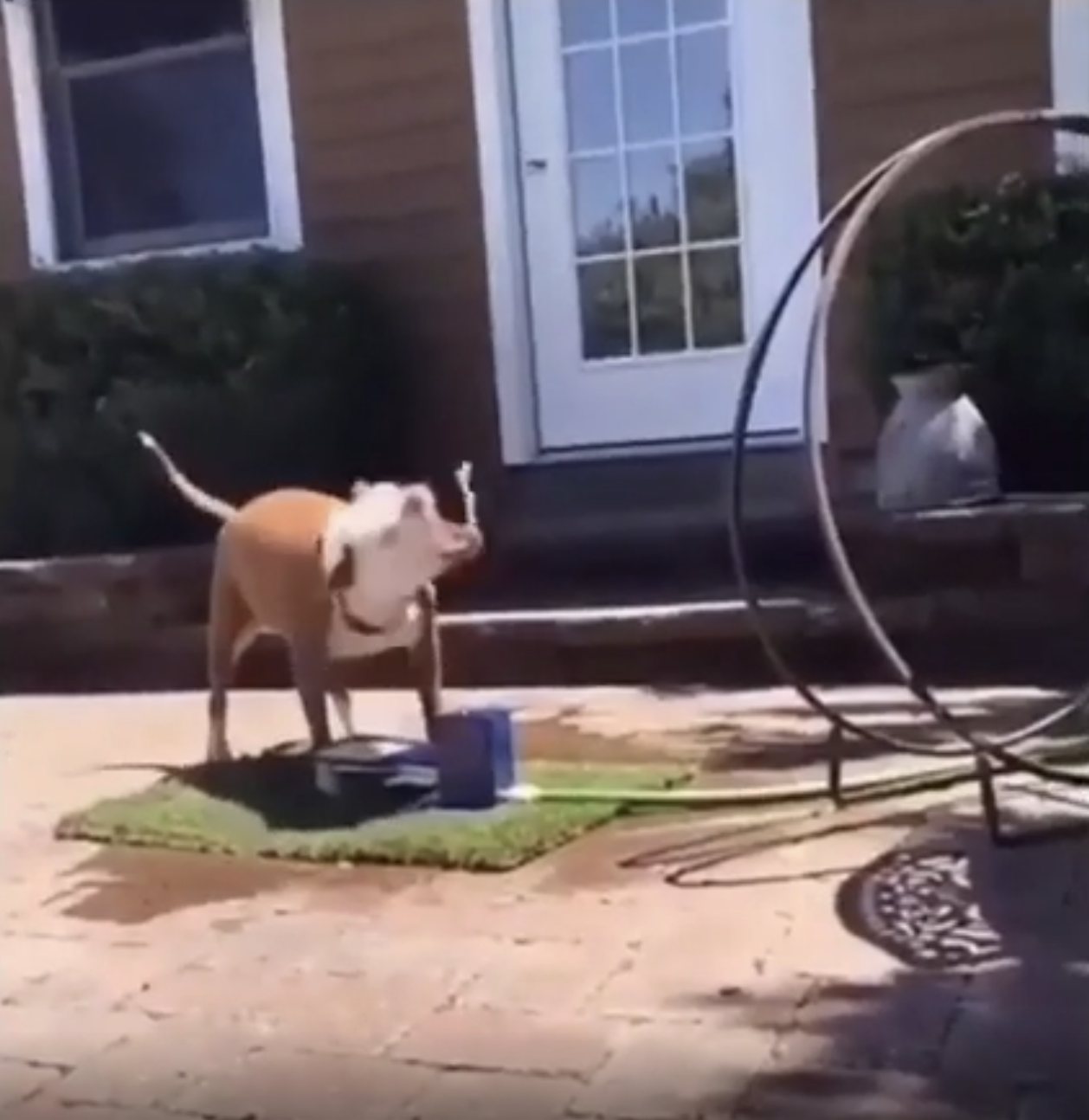 TRENDING NOW: Doggo just wants a drink of water | iNFOnews.ca