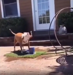 A dog trying to catch water shot from a water dish.