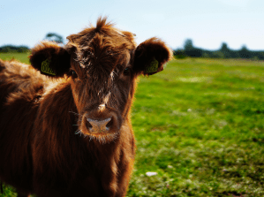 A calf in a pasture.