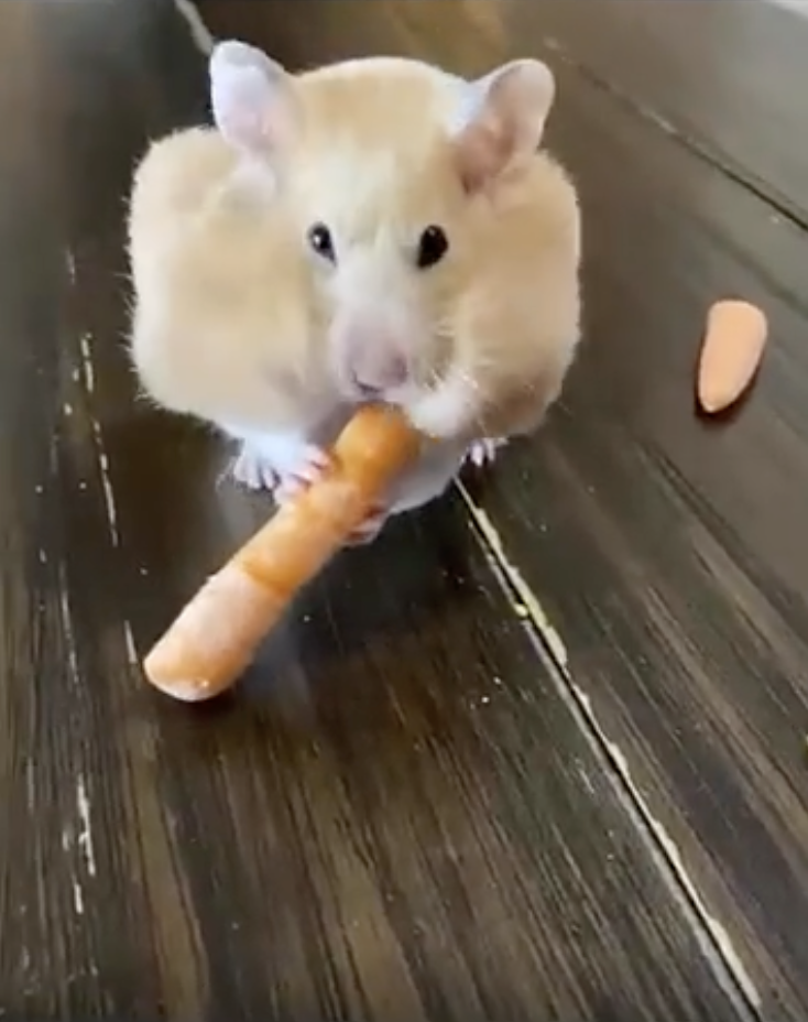 TRENDING NOW: Hamster has a hankering for carrots | iNFOnews.ca