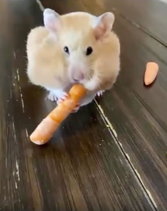 A hamster with a carrot and full cheek pouches.