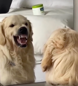 A dog looking at itself in the mirror.