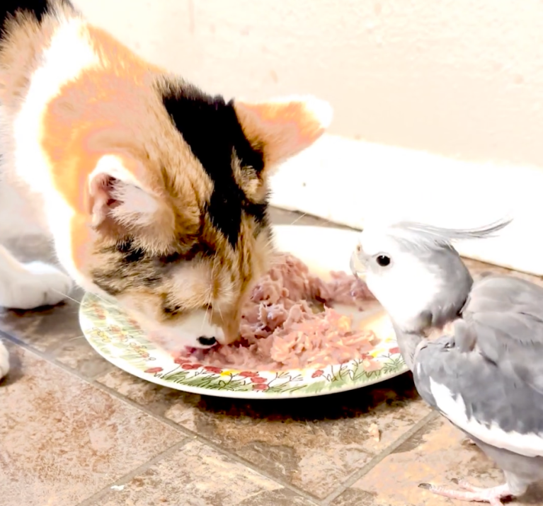 TRENDING NOW: Wholesome pair share a meal | iNFOnews.ca A cat and a bird eating a plate of tuna.