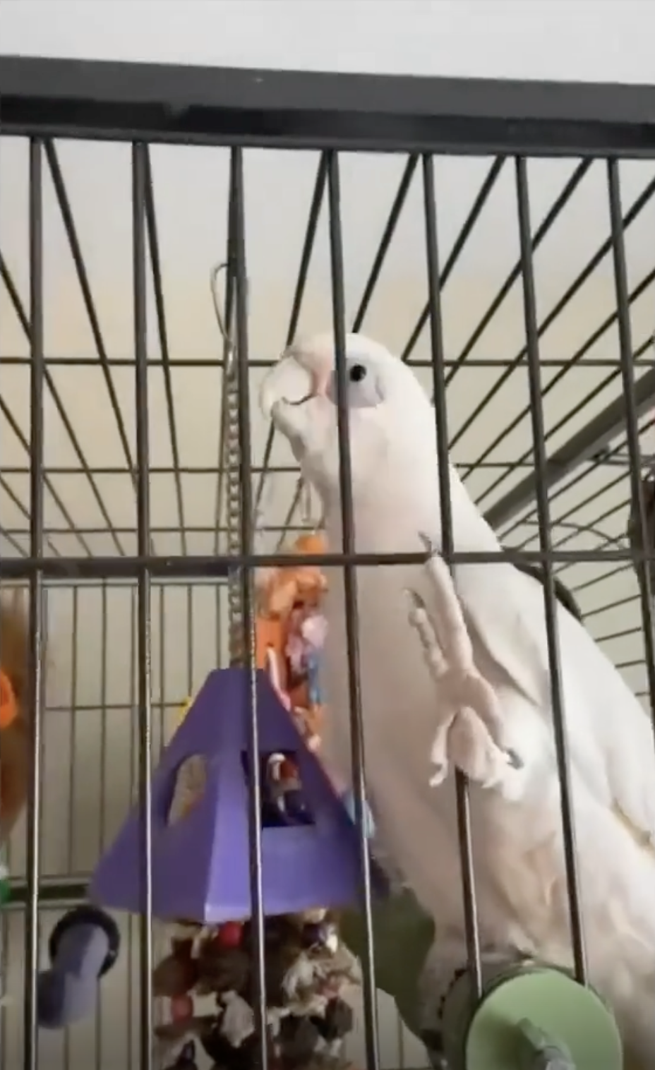 TRENDING NOW: Bird gets its groove on | iNFOnews.ca TRENDING NOW: Bird gets its groove on | iNFOnews.ca