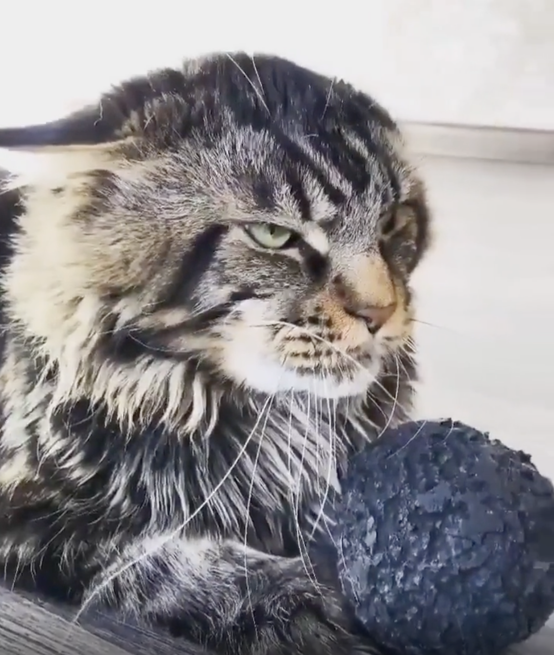 TRENDING NOW: Cat steals dog's ball | iNFOnews.ca TRENDING NOW: Cat steals dog's ball | iNFOnews.ca