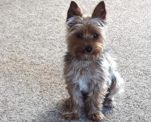 A Yorkie dog sitting on a beige rug.