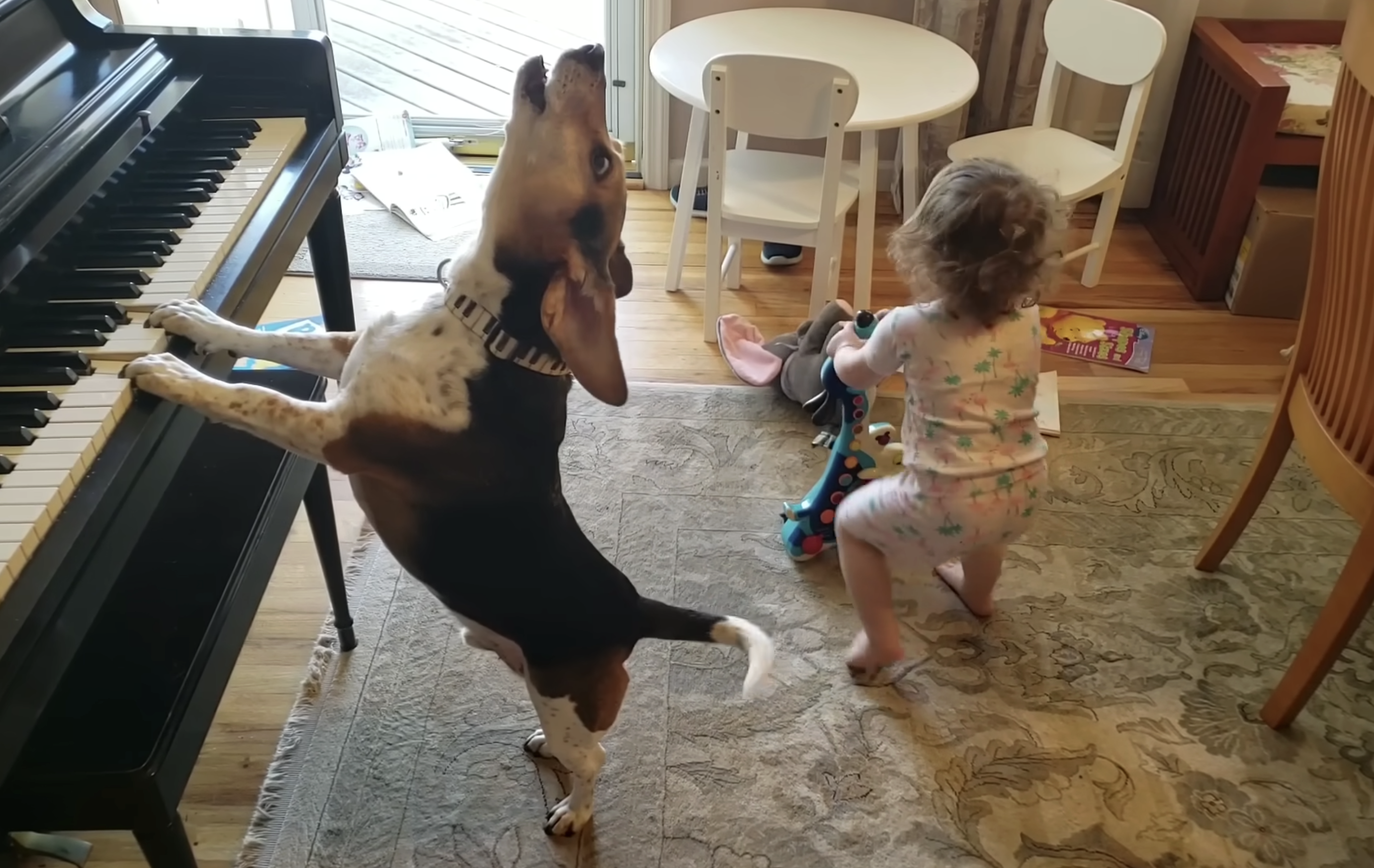 A beagle plays the piano and howls as a toddler dances with a toy guitar.