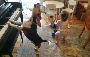 A beagle plays the piano and howls as a toddler dances with a toy guitar.