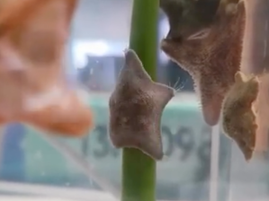 A starfish on a reed in an aquarium