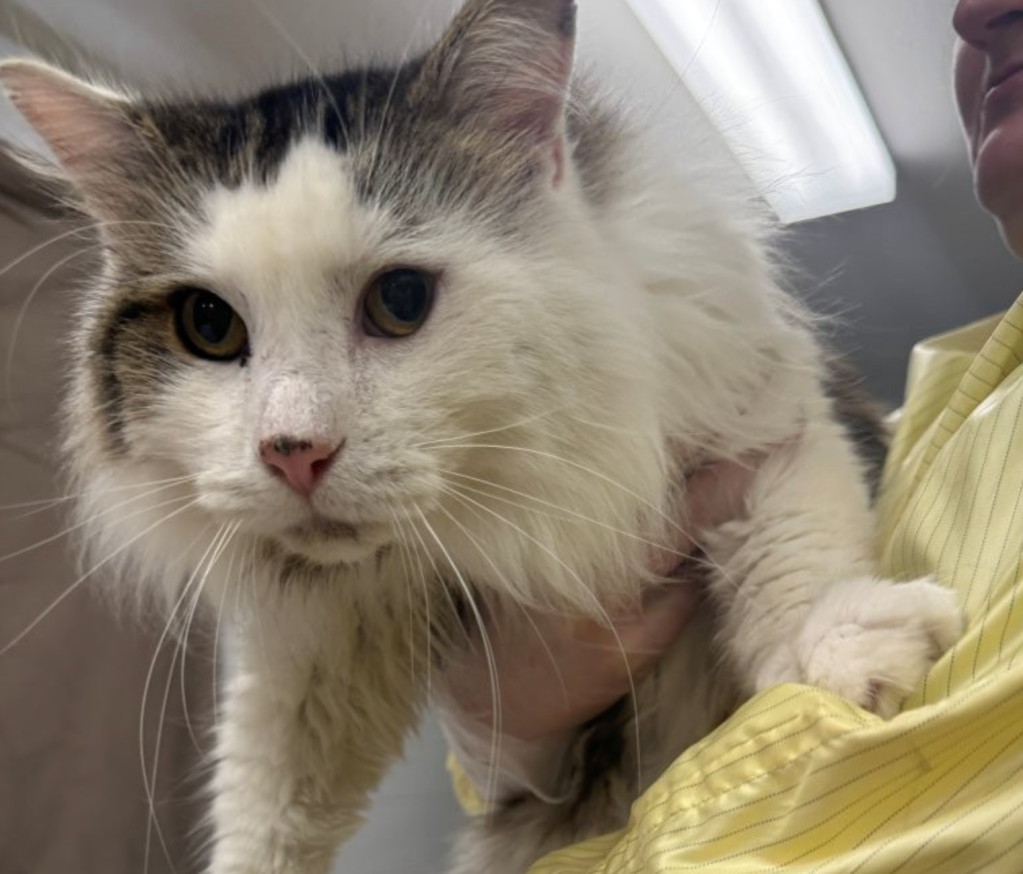 Elderly couple surrender 21 cats in Kelowna when they got too sick to travel | iNFOnews.ca Elderly couple surrender 21 cats in Kelowna when they got too sick to travel | iNFOnews.ca