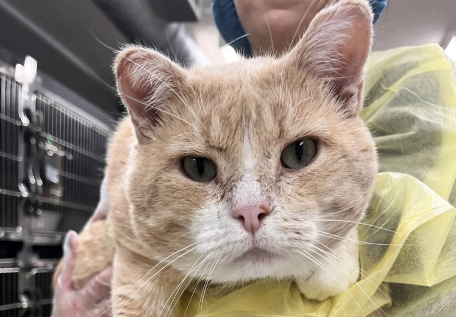 An orange cat being held by someone in a yellow PPE suit. The cat looks sad.