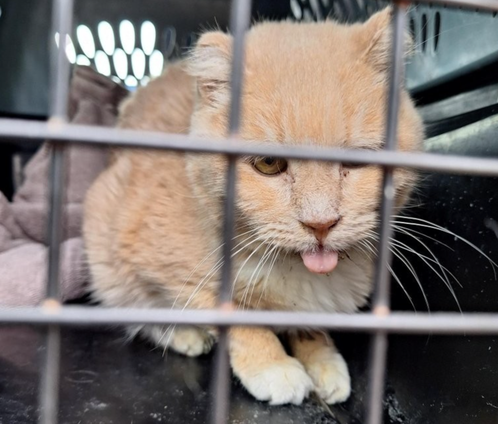 Elderly couple surrender 21 cats in Kelowna when they got too sick to travel | iNFOnews.ca Elderly couple surrender 21 cats in Kelowna when they got too sick to travel | iNFOnews.ca