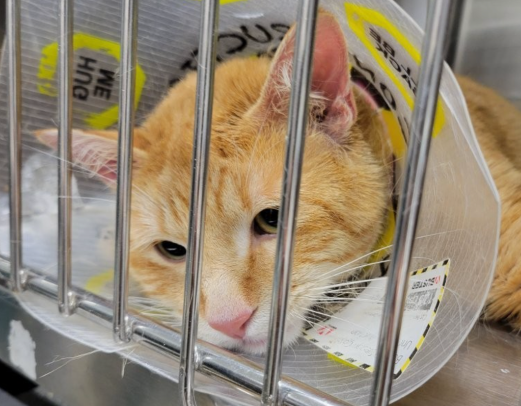 Elderly couple surrender 21 cats in Kelowna when they got too sick to travel | iNFOnews.ca Elderly couple surrender 21 cats in Kelowna when they got too sick to travel | iNFOnews.ca
