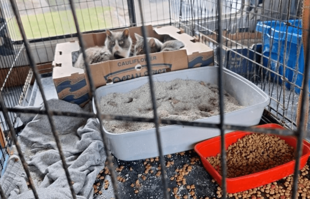 Elderly couple surrender 21 cats in Kelowna when they got too sick to travel | iNFOnews.ca Elderly couple surrender 21 cats in Kelowna when they got too sick to travel | iNFOnews.ca