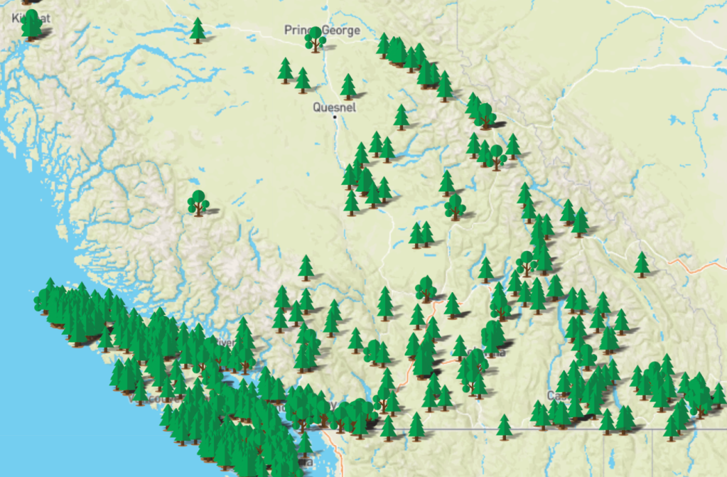 Why there's a registry looking for the biggest trees in BC | iNFOnews.ca