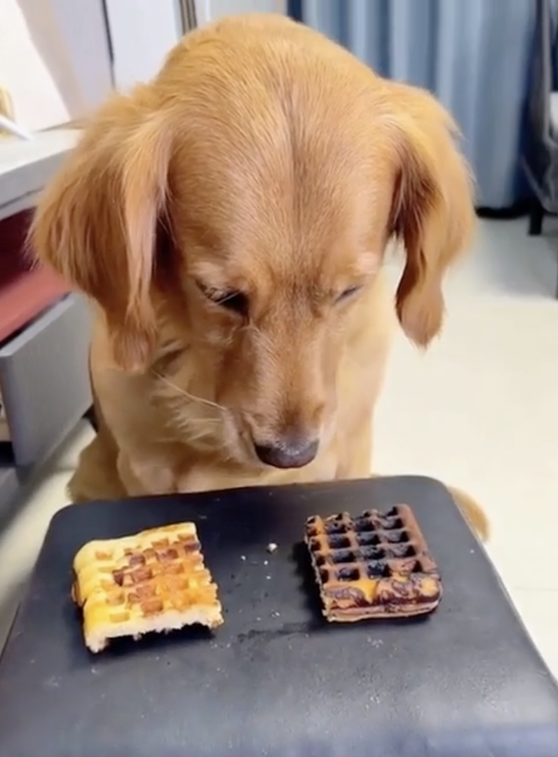 TRENDING NOW: Dog makes the right choice, or did he | iNFOnews.ca