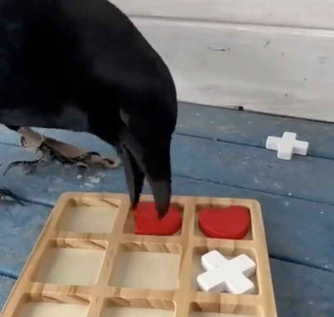 A crow playing tic-tac-toe.